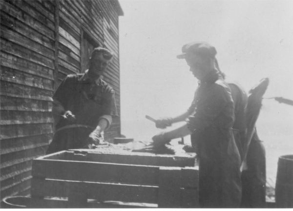 550: Splitting fish at Dunphy's wharf, J V McCarthy at left, Pat Dunphy at right. (circa 1943)  - J V son of Thomas McCarthy &amp;amp; Anastasia Fitzgerald, married Julia Reddy;  Pat son of Thomas Dunphy &amp;amp; Anastasia Carroll